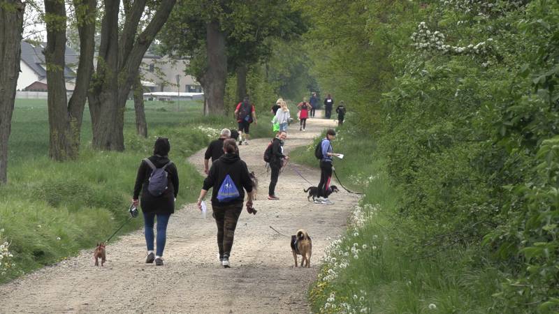DOGTREKKING