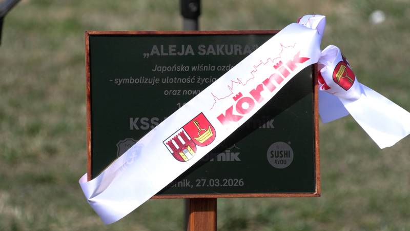 ALEJA DRZEW NA 100-LECIE KOTWICY