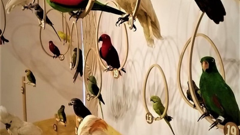 Papugi świata w Uzarzewie