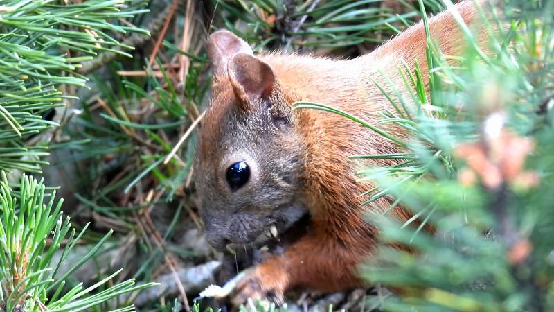 NATURA WIDZIANA MOIMI OCZAMI